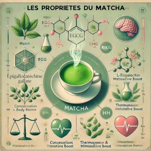 Matcha représenté par ses propriétés et sa composition